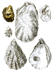 Oyster